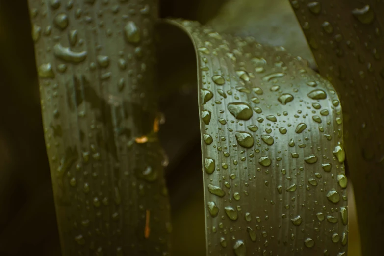 the underside of a large banana is adorned with water droplets