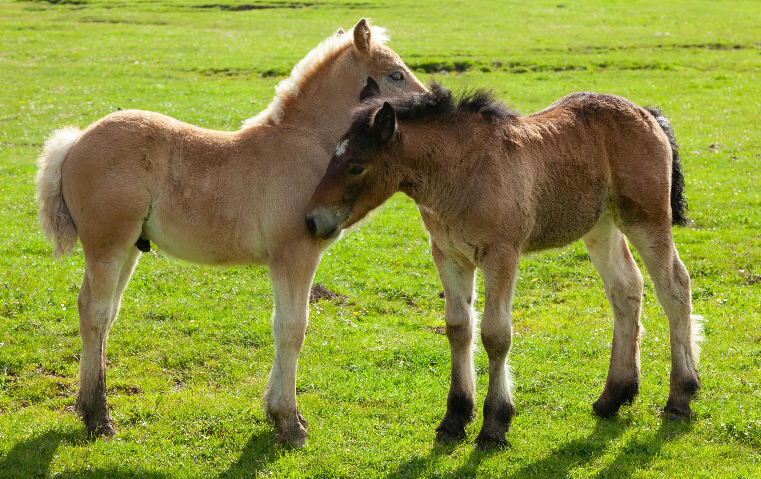 two brown and white horses in grassy field next to each other