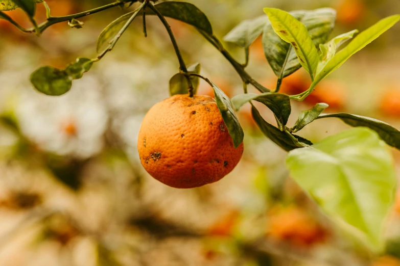 oranges growing on a tree outside, with some green leaves