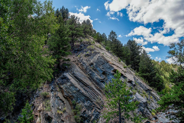 a view of a green tree line with a hill in the background