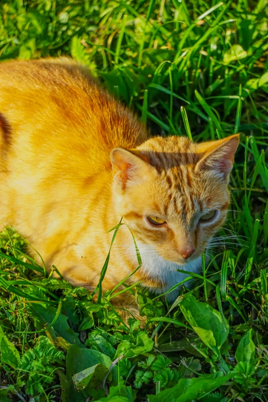 an orange cat laying in the green grass