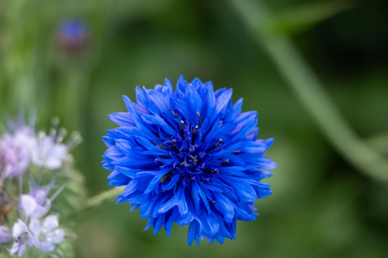 a blue flower with a blurry background