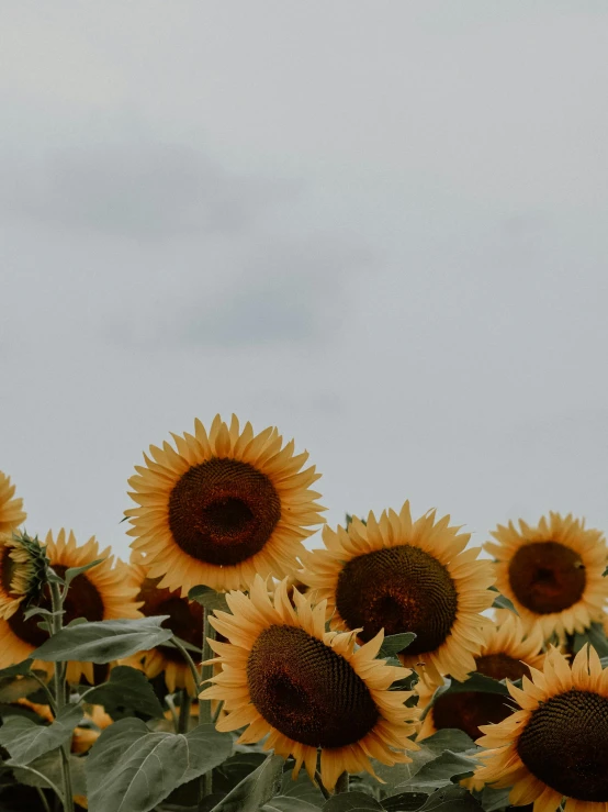 sunflowers are shown on a cloudy day