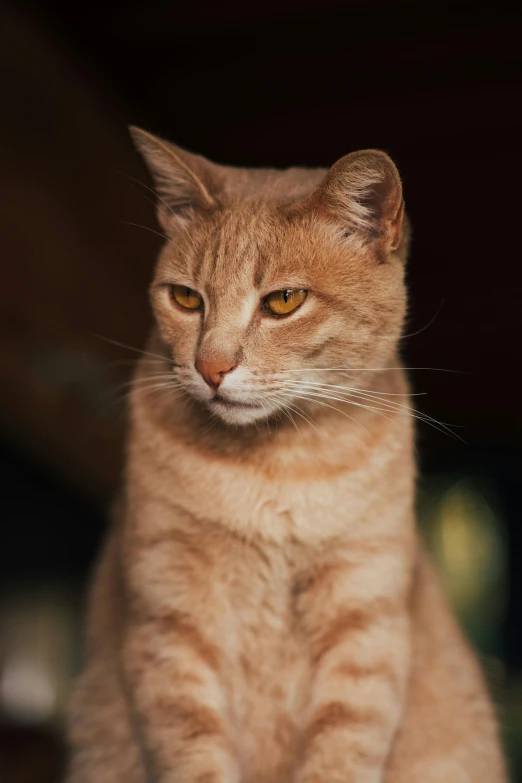 there is a brown cat sitting on the floor