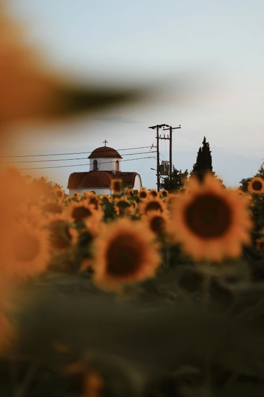 sunflowers in a field with an old barn in the background