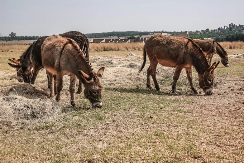 two donkeys are standing eating grass in the field