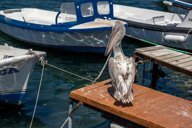 a bird standing on a dock near boats