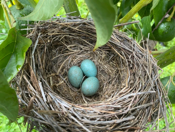 three eggs sitting in the nest of a bird's nest