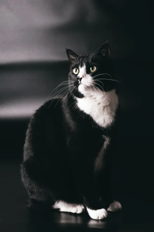 a cat is sitting on a table looking up