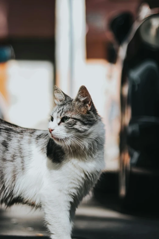 the gray and white cat stands near a car door