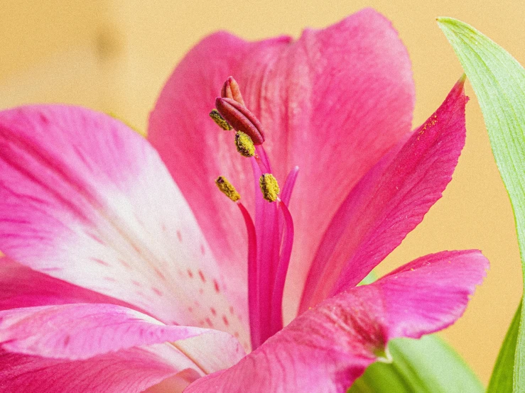 a close - up of a pink flower in focus