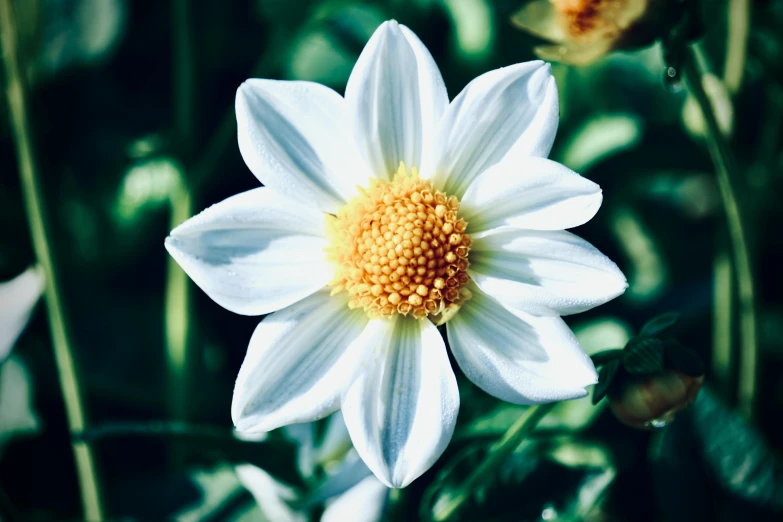 a close up of a white flower with yellow center