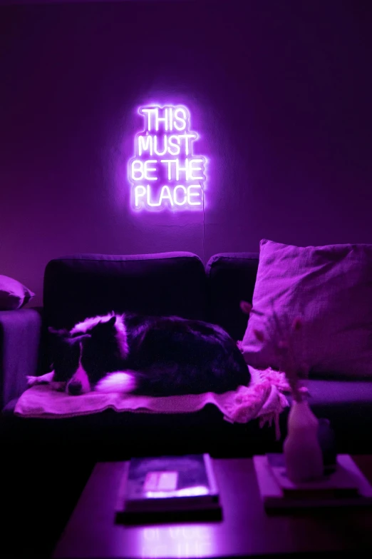 a dog is sleeping on the couch with the neon sign above it