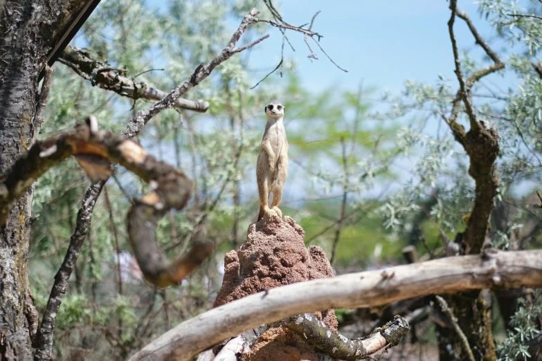 a small bird stands on a tree limb looking around