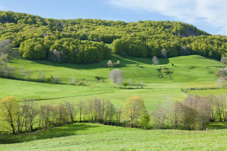 a landscape of trees on the side of a lush green hillside