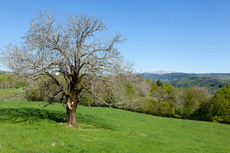 tree with few leaves in the middle of field