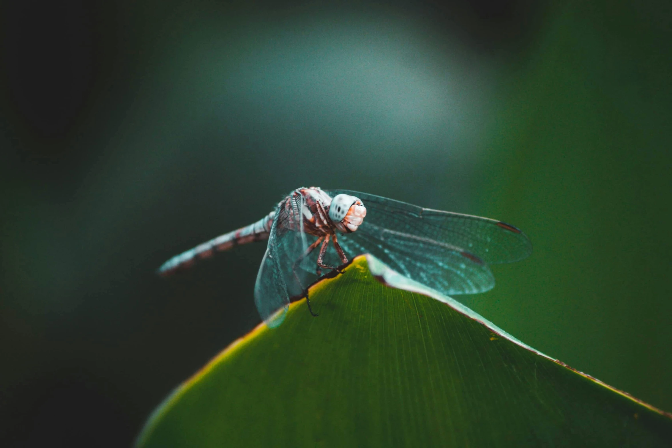 the dragon fly is sitting on top of the leaf