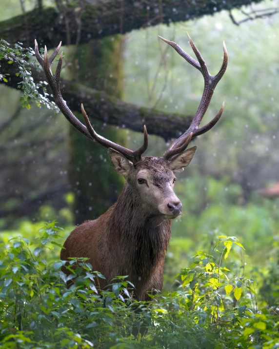 a large deer that is standing in the grass