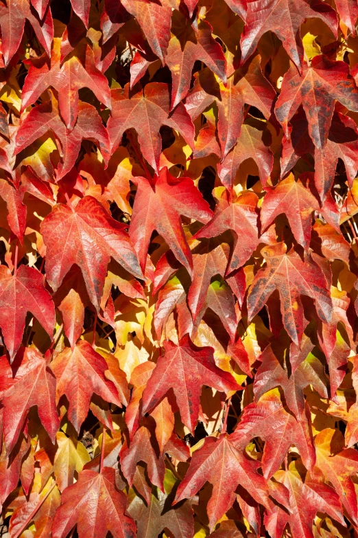 several red leaves are scattered on the ground