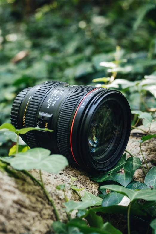 a lens resting on a log in the middle of the forest