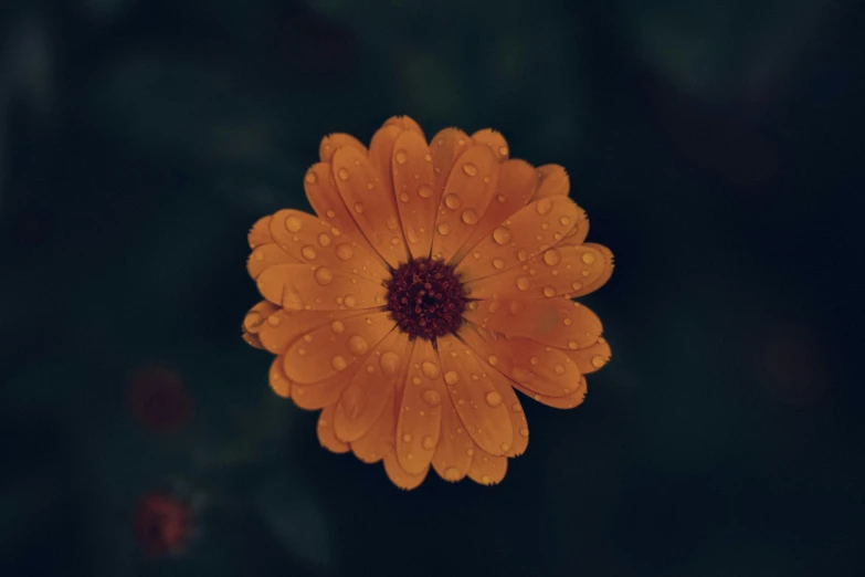 orange flower with rain drops sitting on its stem