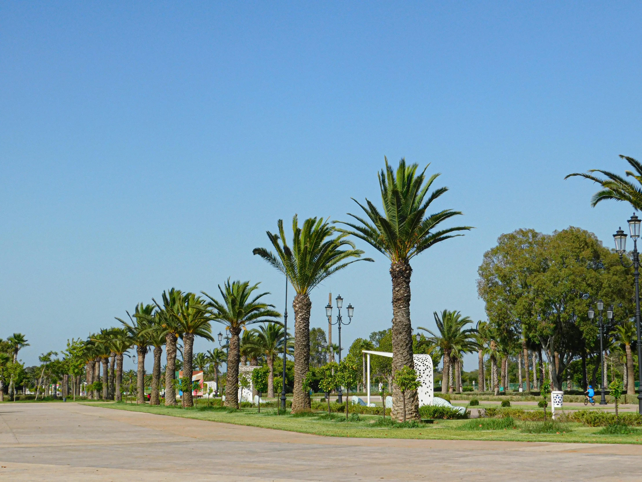 a group of palm trees in front of a park