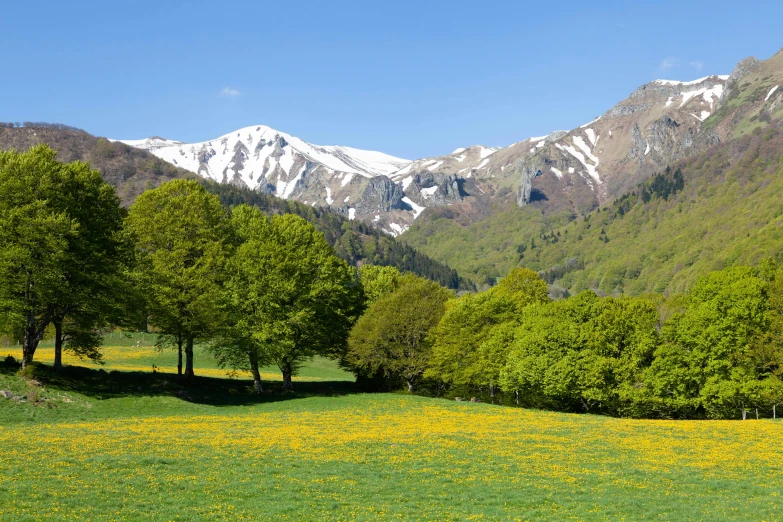 a view of a mountains range from the green grass and tree line