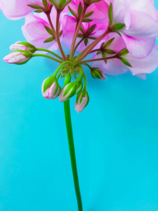 a single pink flower with leaves on a blue background
