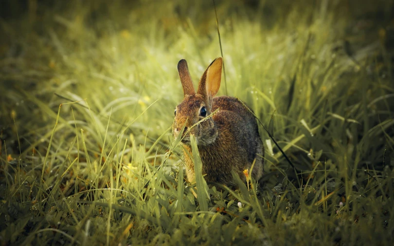 a brown bunny sits among tall grass and weeds