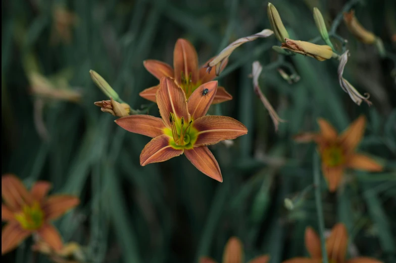 some brown flowers are standing in the grass