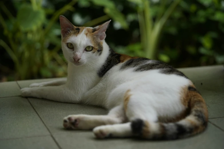 a cat laying on the ground with green leaves in the background