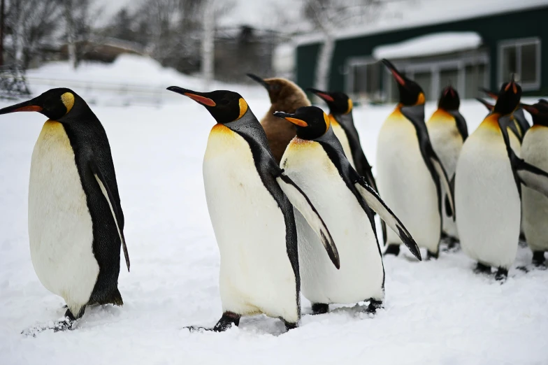 a bunch of penguins standing in the snow