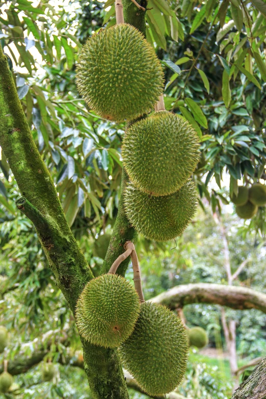 some kind of green fruit growing on the tree