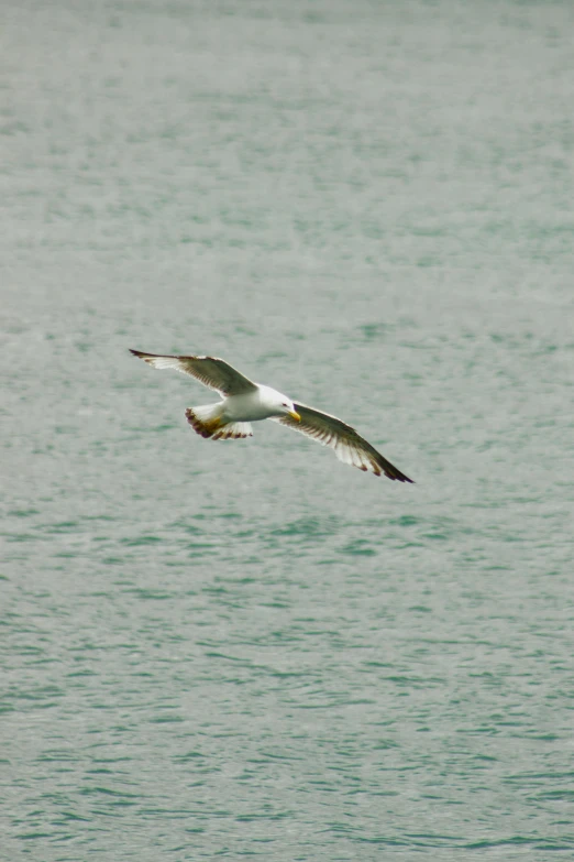 sea gull flying low over water with large wings