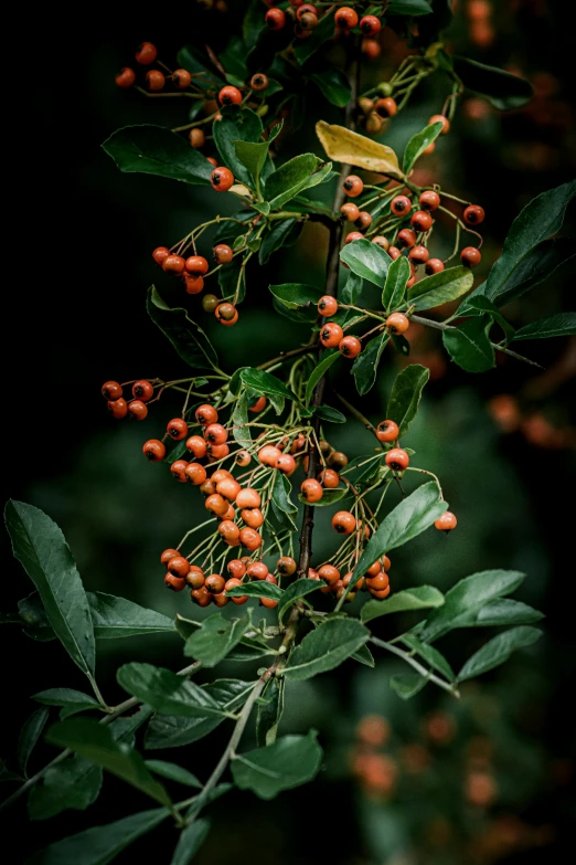 a bush with bright orange berries in a dark room