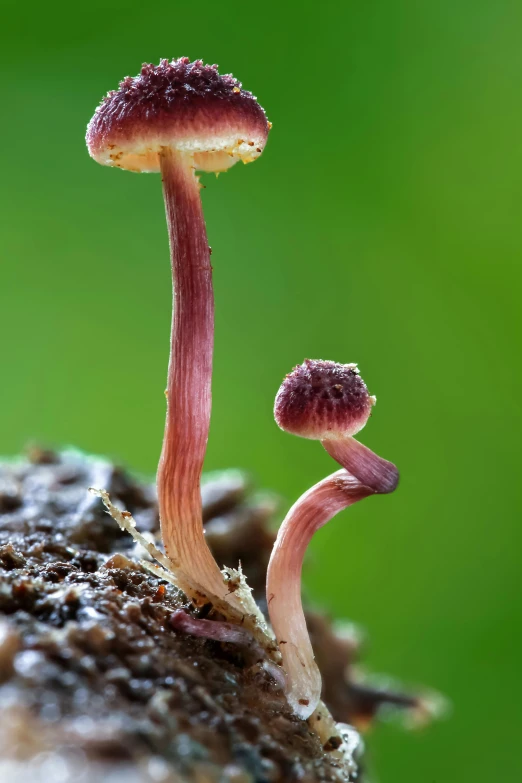 two mushrooms sitting on top of a tree stump