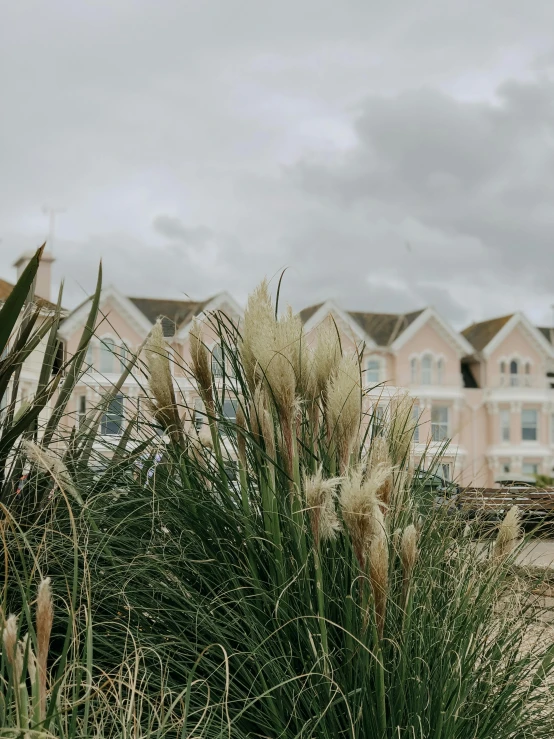 a tall grass bush in front of some houses