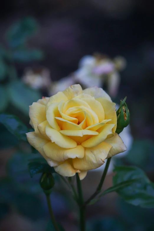 a yellow rose in bloom in a garden