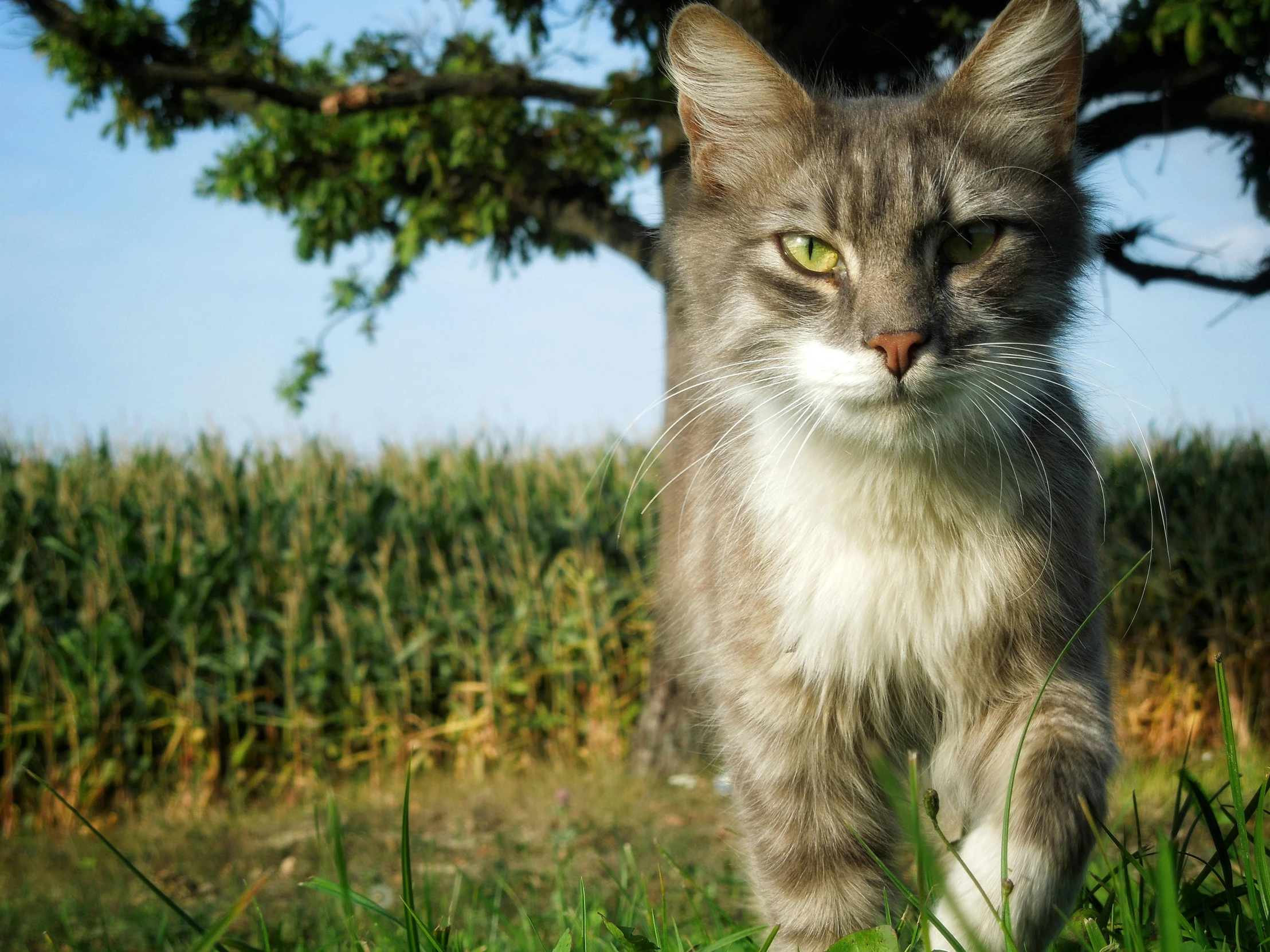 a cat walks through the grass on a sunny day