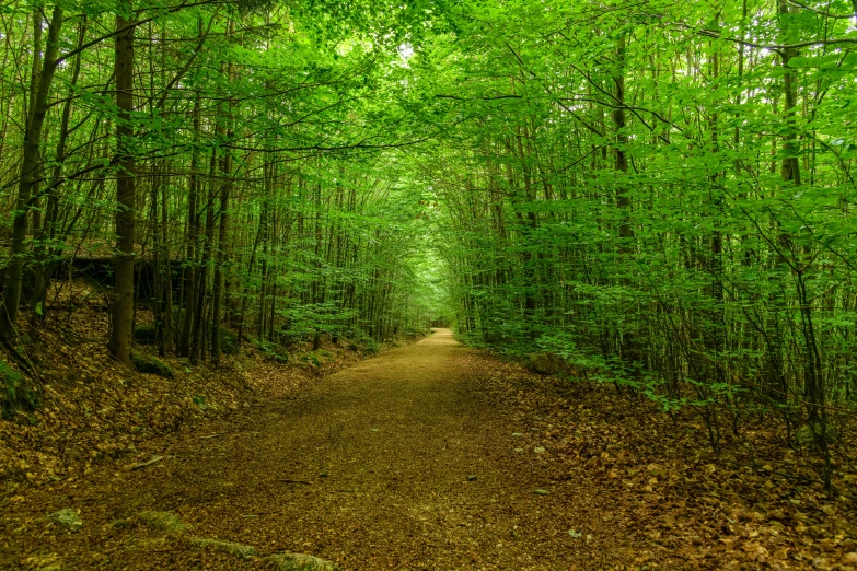 an image of the forest path taken from an open camera lens