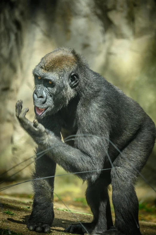 a big gorilla standing on its hind legs