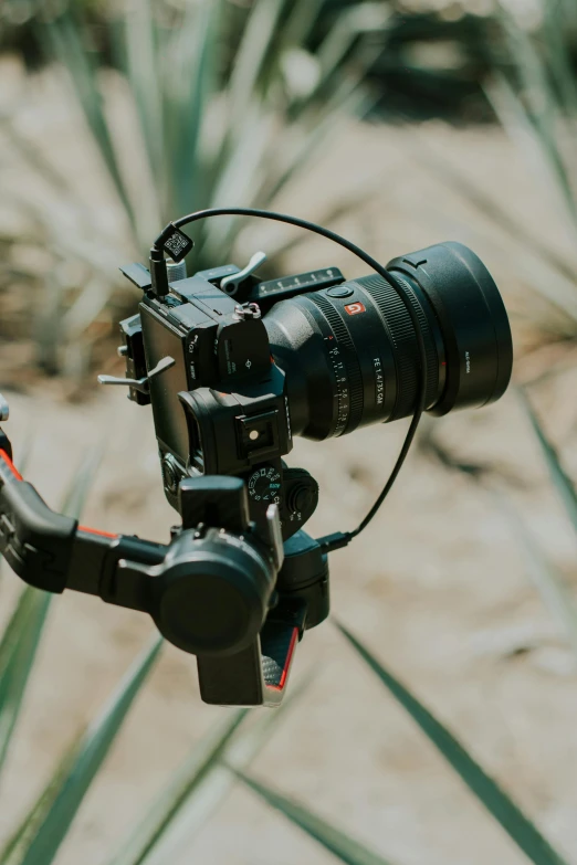 a camera attached to a tripod is next to a pine tree