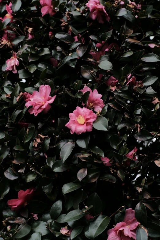 a bunch of pink flowers growing on top of leaves