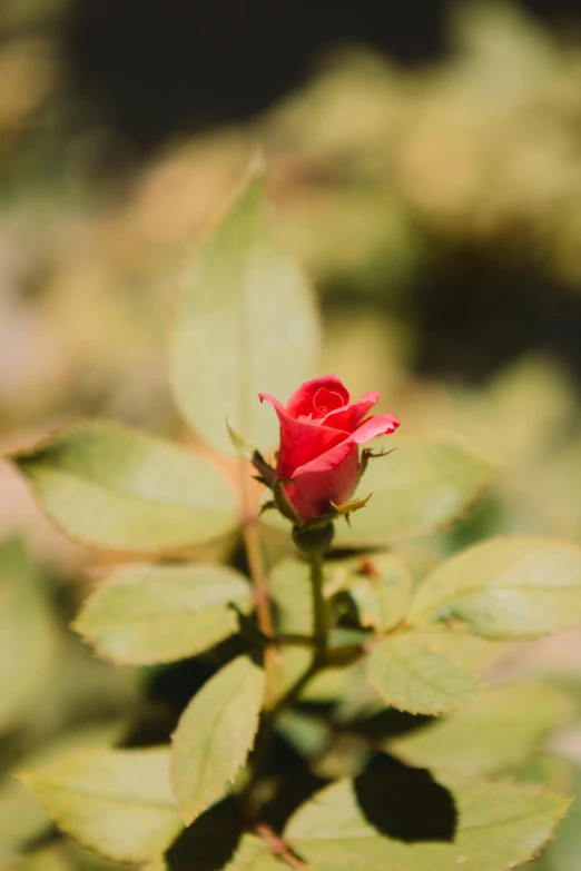 a single flower on a leafy nch