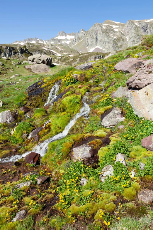 a rocky slope covered in grass and a lot of rocks