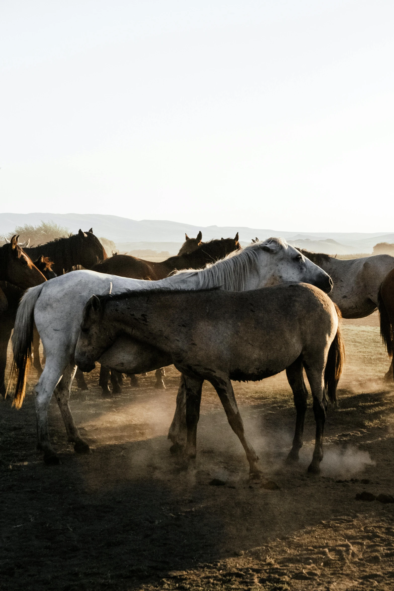 some horses graze on grass and dirt in the sun