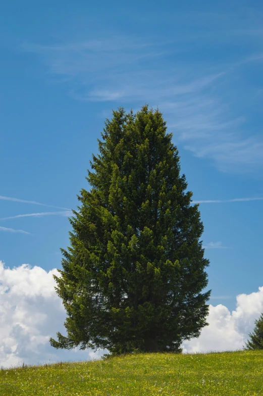 a single tree is sitting in a field