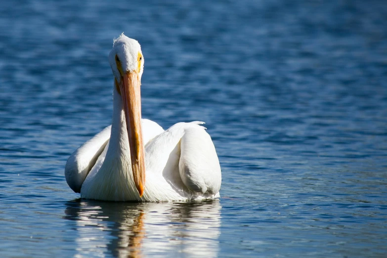 a large white bird with a long beak swimming in water