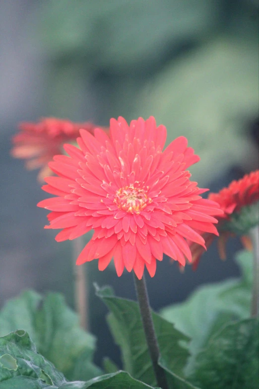 a red flower that is near some green leaves