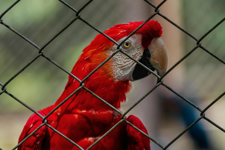 the red parrot stands behind a wire fence